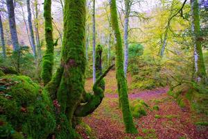 Herbst Selva de Irati Buche Dschungel in Navarra Pyrenäen Spanien
