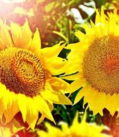 Schönes Sonnenblumenfeld im Sommer. gelbe Blumen foto