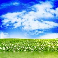 Wiese mit grünem Gras auf einem Hintergrund des blauen Himmels mit Wolken foto