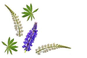 Lupinen schöne Blumen auf weißem Hintergrund foto