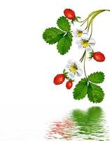 Blumenzweig Erdbeeren foto