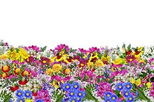 Blumen isoliert auf weißem Hintergrund foto