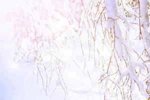 gefrorener Winterwald mit schneebedeckten Bäumen. foto