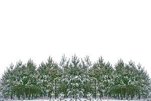 die zweige des schneebedeckten baums weihnachtsbaum foto