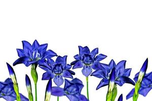 irisblaue Blumen auf weißem Hintergrund foto