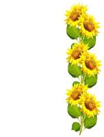 schöne Sonnenblume isoliert auf weißem Hintergrund foto