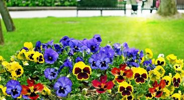 Stiefmütterchen. helle und bunte Blumen. foto