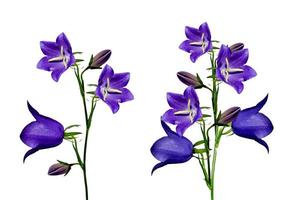 Blaue Blumen Campanula isoliert auf weißem Hintergrund foto