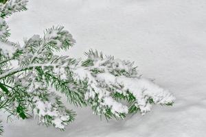 gefrorener Winterwald mit schneebedeckten Bäumen. foto