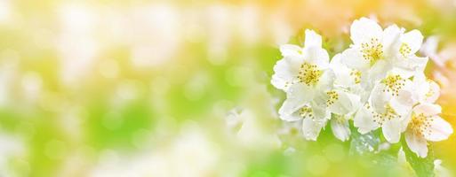 weißer jasmin der zweig zarte frühlingsblumen foto