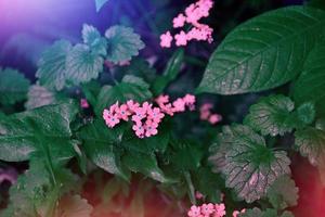 me-nots Wildblumen auf dem Hintergrund der Sommerlandschaft. foto