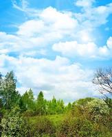 Frühlingslandschaft Wald foto