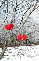 Bäume im Schnee. Herz. foto