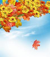 Herbstlaub. goldener herbst.kapuzinerkresse foto