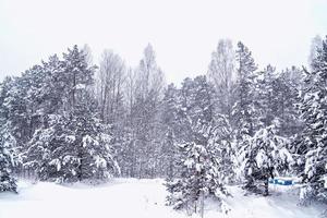 Wald im Frost. Winterlandschaft. schneebedeckte Bäume. foto