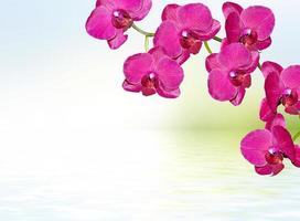 bunte Orchideenblüten. schöne Orchideenblüten. foto