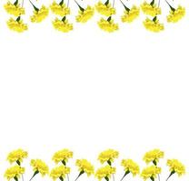 helle bunte Blumen Ringelblumen isoliert auf weißem Hintergrund foto