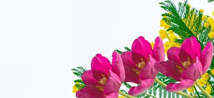 Frühlingsblumen Tulpen foto