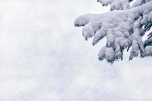 Wald im Frost. Winterlandschaft. schneebedeckte Bäume. foto