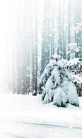 Winterwald. Winterlandschaft foto