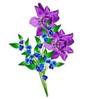 Frühlingsblumen Iris isoliert auf weißem Hintergrund. schöne Blumen foto