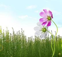 bunte Kosmosblumen auf einer Hintergrundsommerlandschaft foto