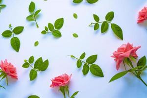 leuchtend bunte Blumenrose. Blumenhintergrund foto