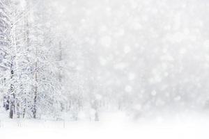 unscharfer Weihnachtshintergrund. Bäume im Schnee. Winterwald foto