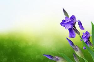 Frühlingslandschaft. blaue schöne gartenblumen iris foto