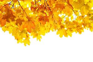 leuchtend bunte Herbstblätter foto