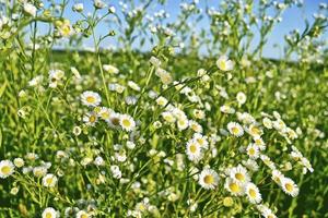 Wildblumen Gänseblümchen. Sommerlandschaft. weiße Kamillenblüten foto