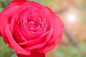 Rote Rose mit vielen Blütenblättern in Nahaufnahme. foto