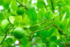 frische grüne zitrone auf baum mit grünem gartenhintergrund. foto