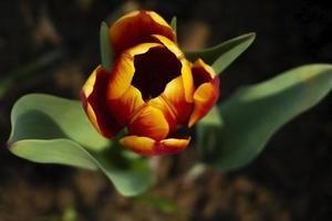 Draufsicht auf orangefarbene Tulpe foto