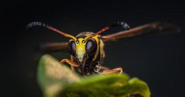 Nahaufnahme gelb gestreifte Wespe auf Blatt foto