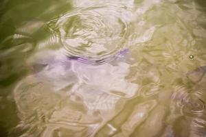 Oberflächenbewegung des Wassers durch schwimmende Fische foto