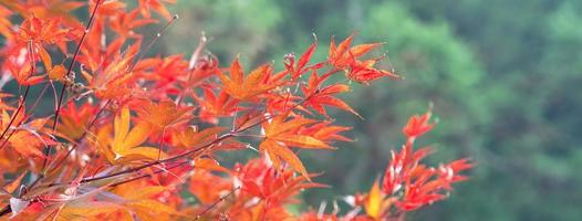 Nahaufnahme von schönen Ahornblättern, die in der Herbstsaison auf verschwommenem Bokeh-Hintergrund isoliert sind. foto