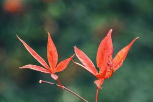 Nahaufnahme von schönen Ahornblättern, die in der Herbstsaison auf verschwommenem Bokeh-Hintergrund isoliert sind. foto