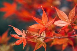 Nahaufnahme von schönen Ahornblättern, die in der Herbstsaison auf verschwommenem Bokeh-Hintergrund isoliert sind. foto