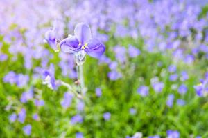 verschwommen, lila Blumenblüte auf dem Feld. Schönes Wachstum und Blumen auf der Wiese, die morgens blüht, selektiver Fokus foto