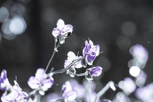 verschwommen, lila Blumenblüte auf dem Feld. Schönes Wachstum und Blumen auf der Wiese, die morgens blüht, selektive Fokusnatur auf Bokeh-Hintergrund, Vintage-Stil foto