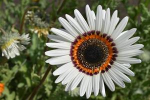 große weiße Blüten von Venidium aus nächster Nähe. Teile der Blütenstaubblätter und Stempelpollen. foto