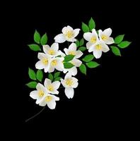 weiße Jasminblüte. foto