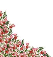 Heckenrose Blumen auf weißem Hintergrund foto