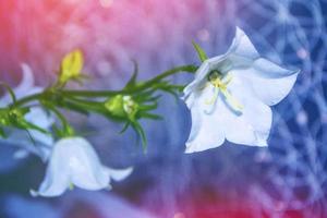 helle und bunte blumenglocken. Blumenhintergrund. foto