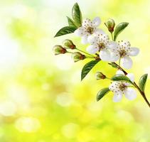 blühende Zweigkirsche. leuchtend bunte Frühlingsblumen foto