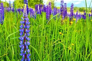 sommerlandschaft mit schönen hellen lupinenblumen foto