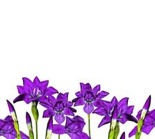irisblaue Blumen auf weißem Hintergrund foto
