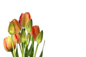 Frühlingsblumen Tulpen isoliert auf weißem Hintergrund. schöne Blumen foto