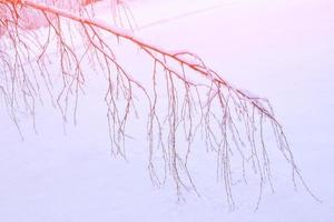 gefrorener Winterwald mit schneebedeckten Bäumen. foto